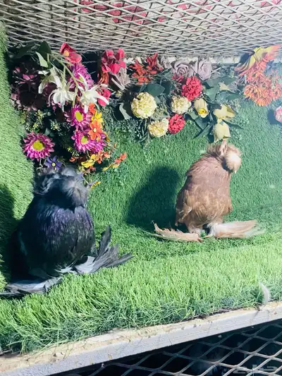 للبيع طبه بخارى احمر وايت سايد وحامل وايت سايد 2