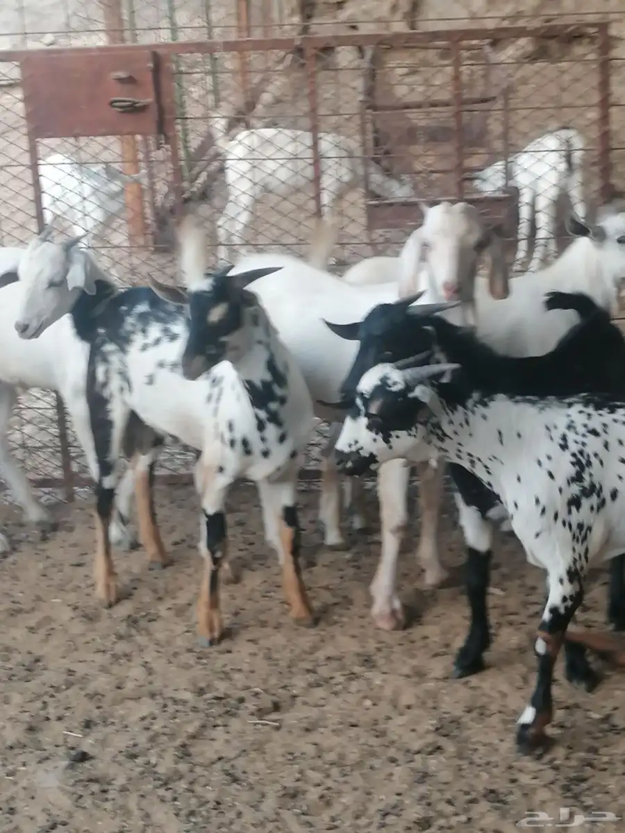 ذبايح تيوس وذبايح حري وسواكن مع مكانيه ذبح وتوصيل 6