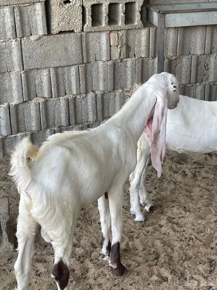 تيوس هولنديه فاخرة 0