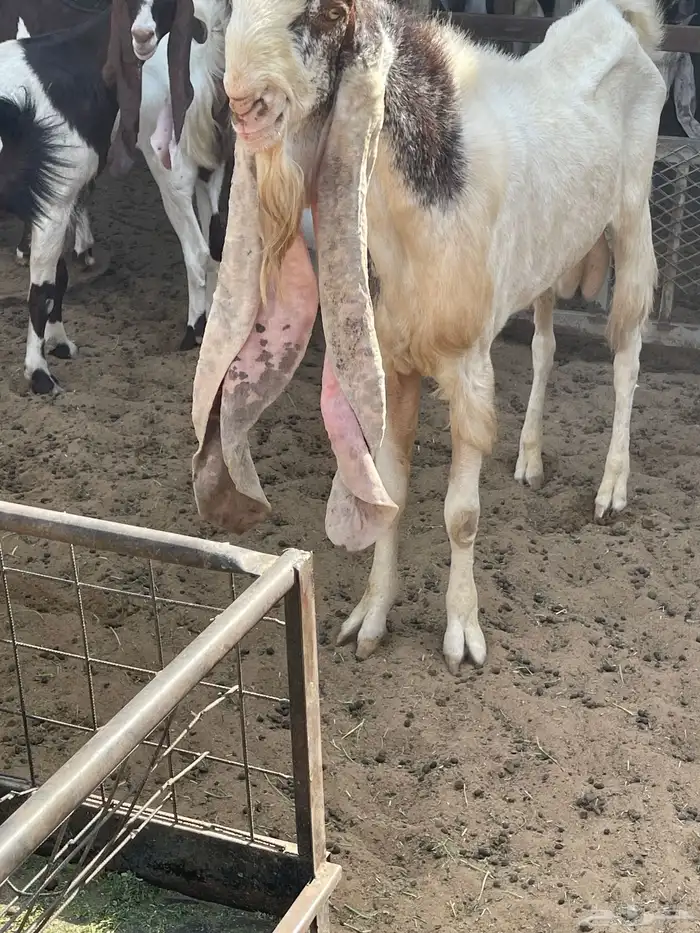 تيوس هولنديه فاخرة 8