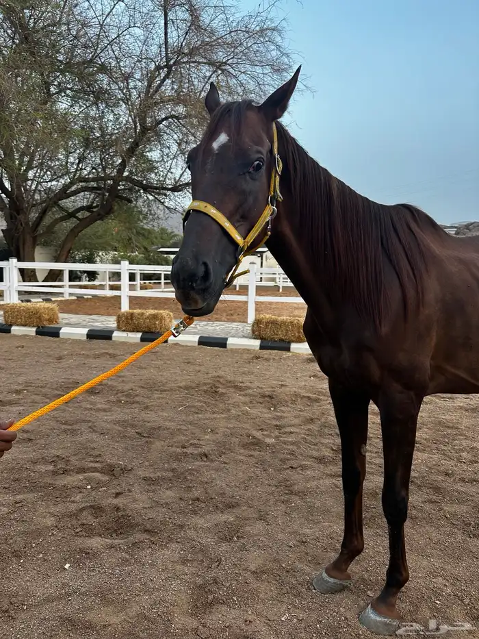 فرس انقليزيه بدون ورق حاضنه فاضيه 0