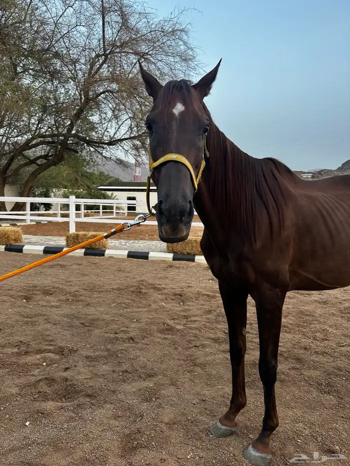 فرس انقليزيه بدون ورق حاضنه فاضيه 3