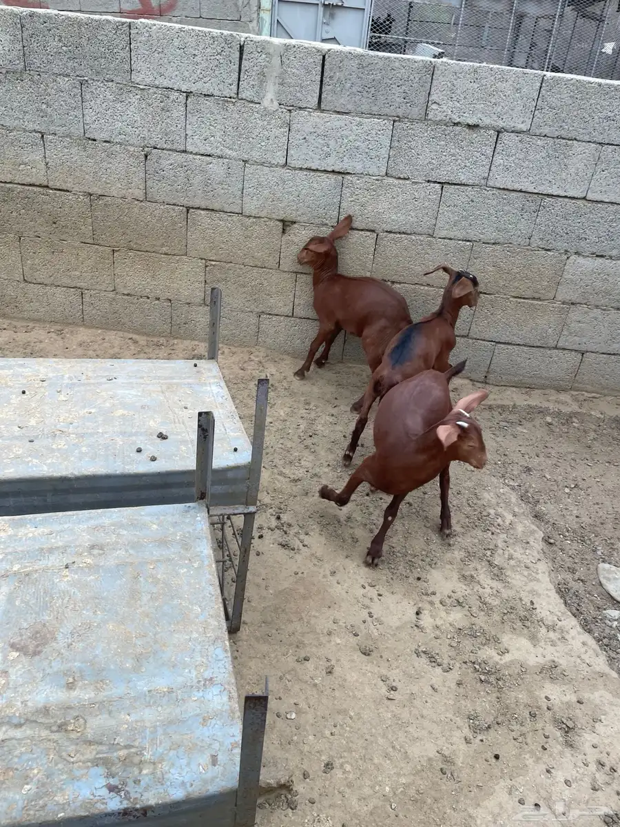 اعرض الكم بهم حنيذ و مضبي مشاوي 0