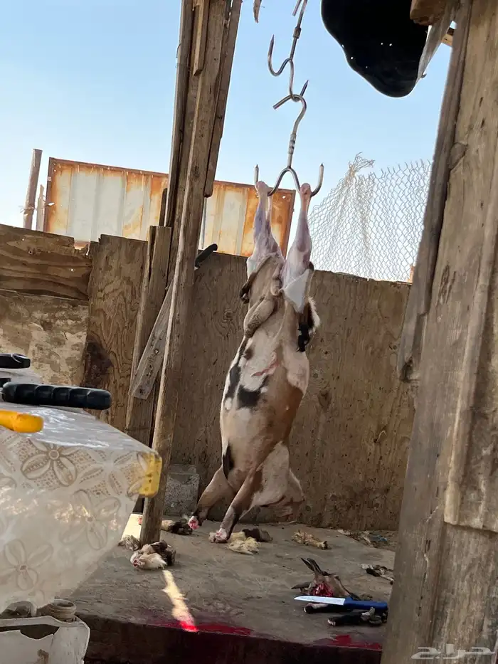 ذبايح 4