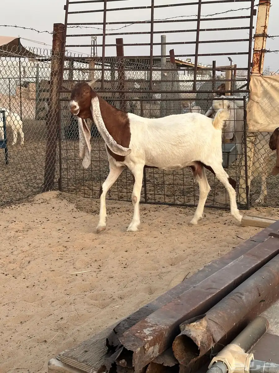عنز خصم مشروكه طيبه 0
