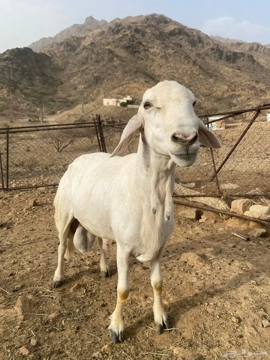 طلي فحل 2