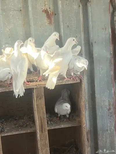 حمام لحم 7