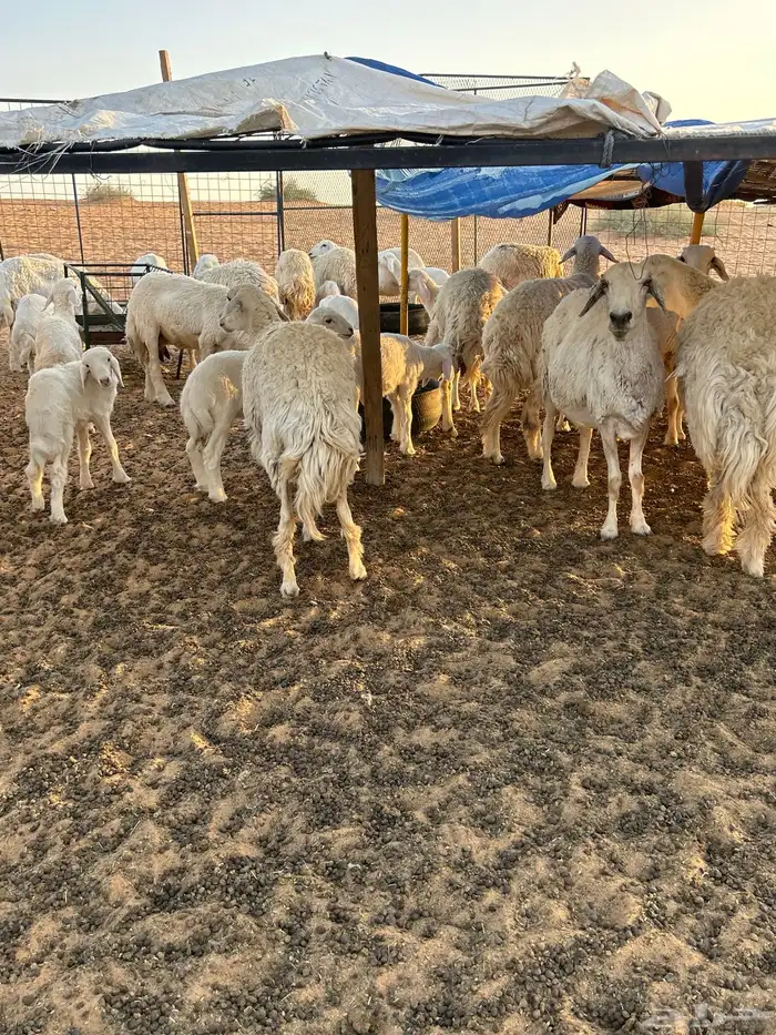 حريات رخال مراح للبيع (( تم البيع )) 19