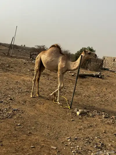 حاشي للبيع 0