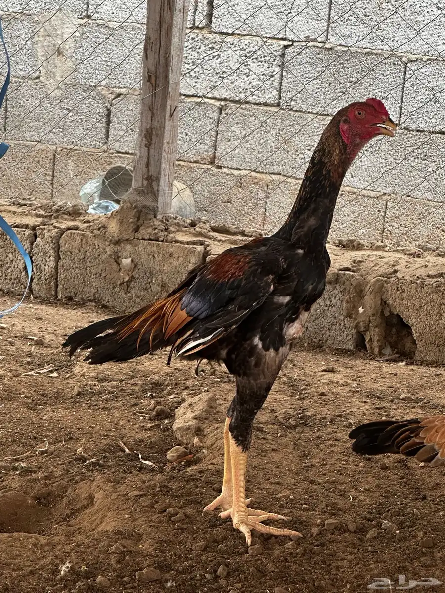 شامو ياباني 2
