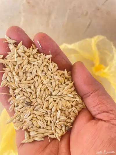 شعير بلدي للبيع العدد 35 تقريبا الوزن 45 كليو وحب نظيف 0