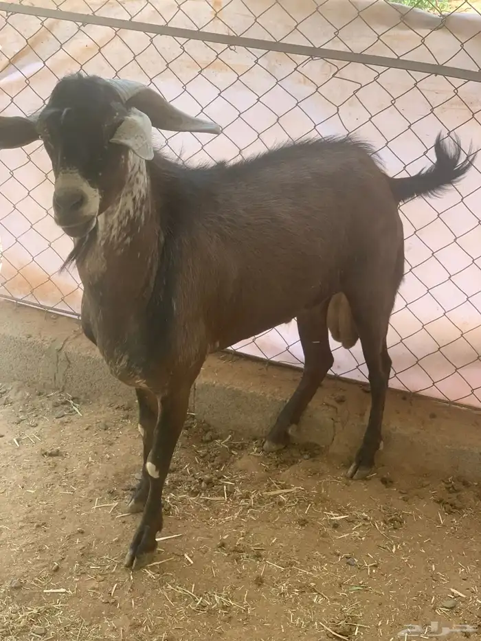 تيس فحل احص 2