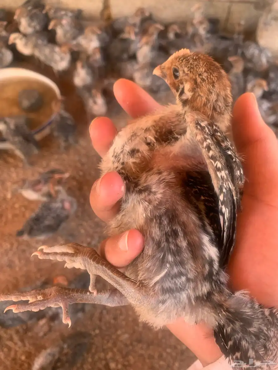 صوص دجاج فيومي العمر شهر محصن جميع اتحصينات 0