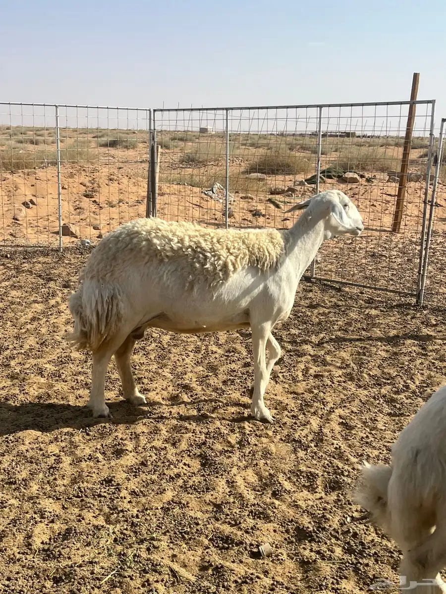 حريه حرشاء صنف   تم البيع 2