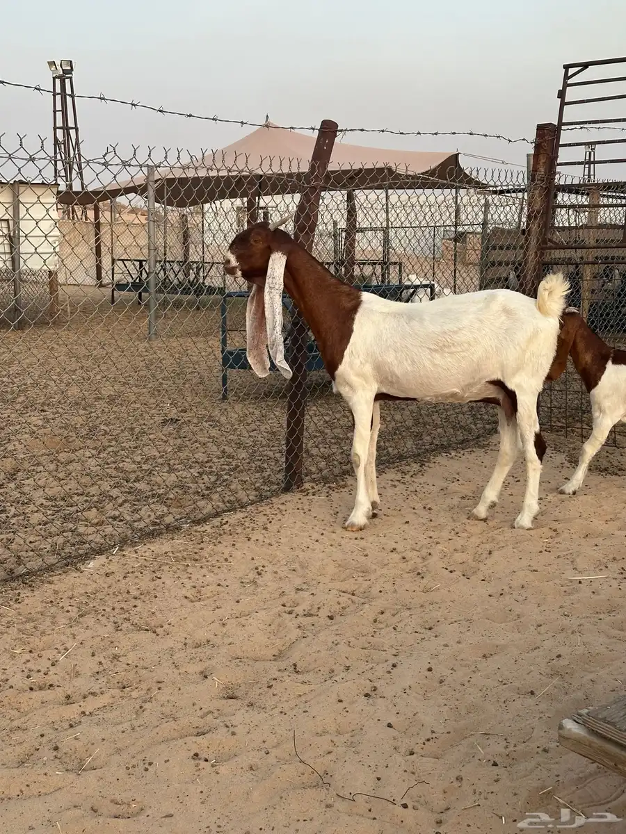 عنز خصم مشروكه طيبه 8