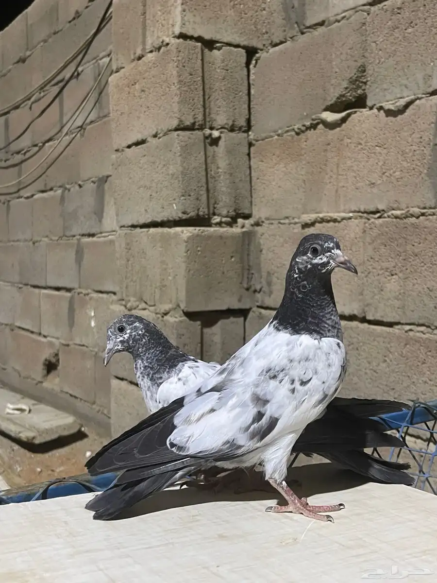 للبيع حمام باكستاني 1