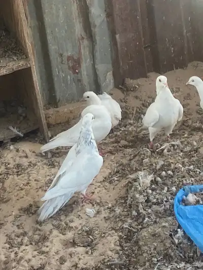حمام لحم 4