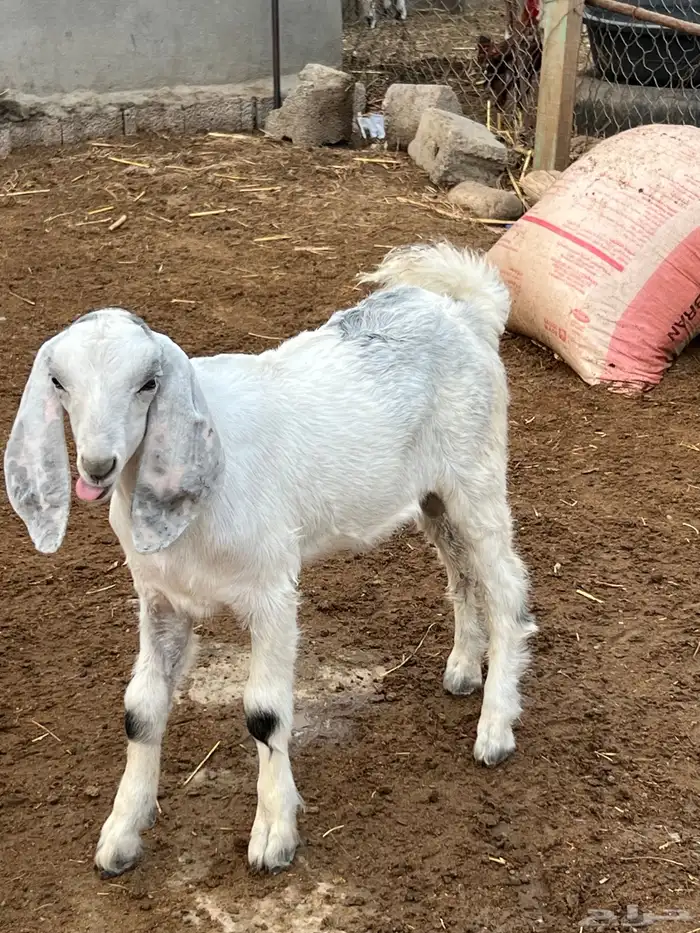 جفره فاخره ومشروع تيس هجين 6