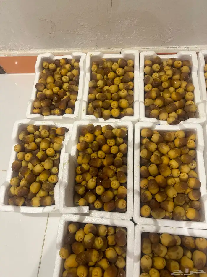 تمر رطب روثانا 0