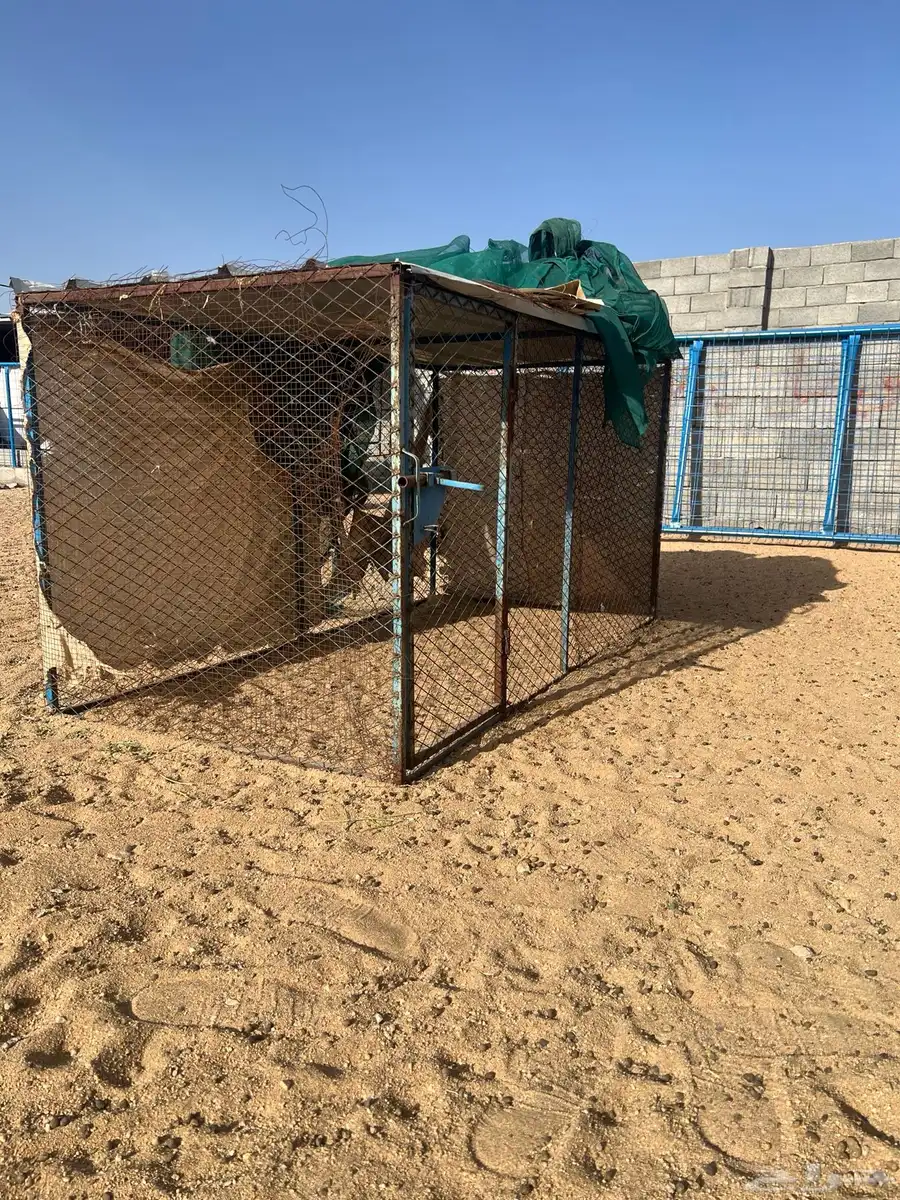 شبوك 1