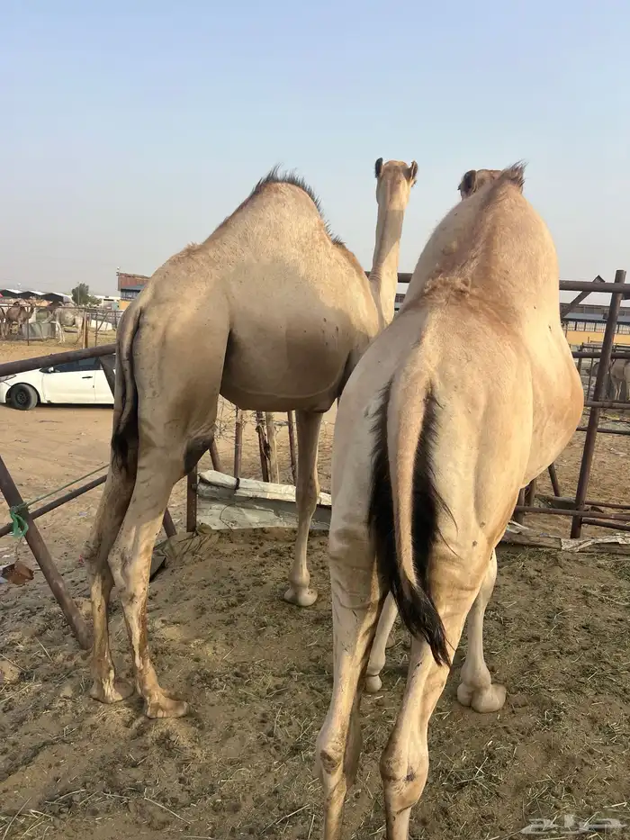 قعدان مفاريد للبيع أتواصل 5