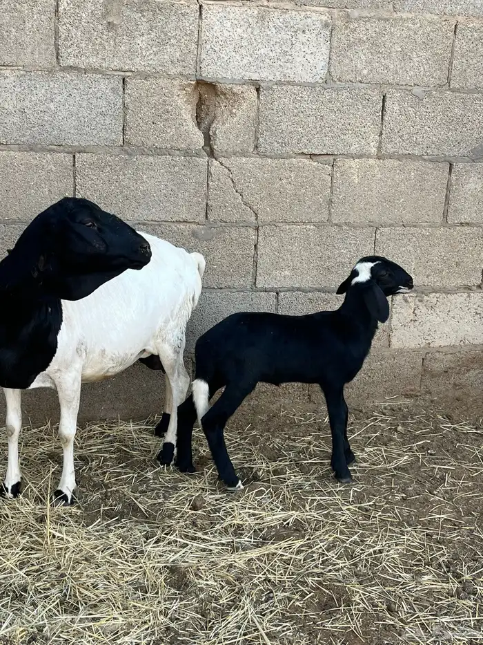 بربريه خلفه 0