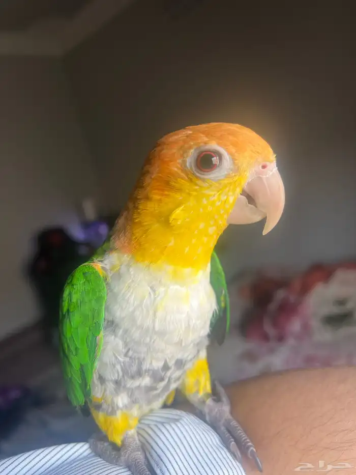ببغاء كايك(تم البيع) 1