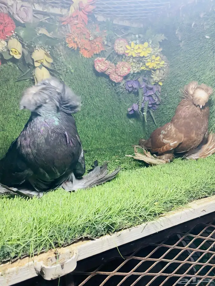 للبيع طبه بخارى احمر وايت سايد وحامل وايت سايد 6