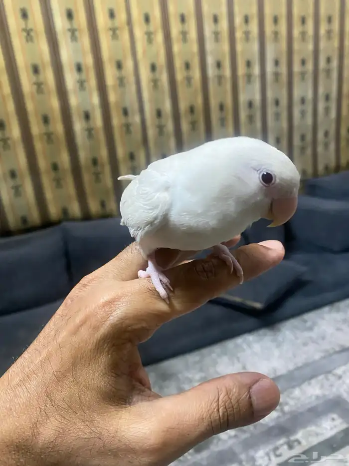 روز تربيه 3