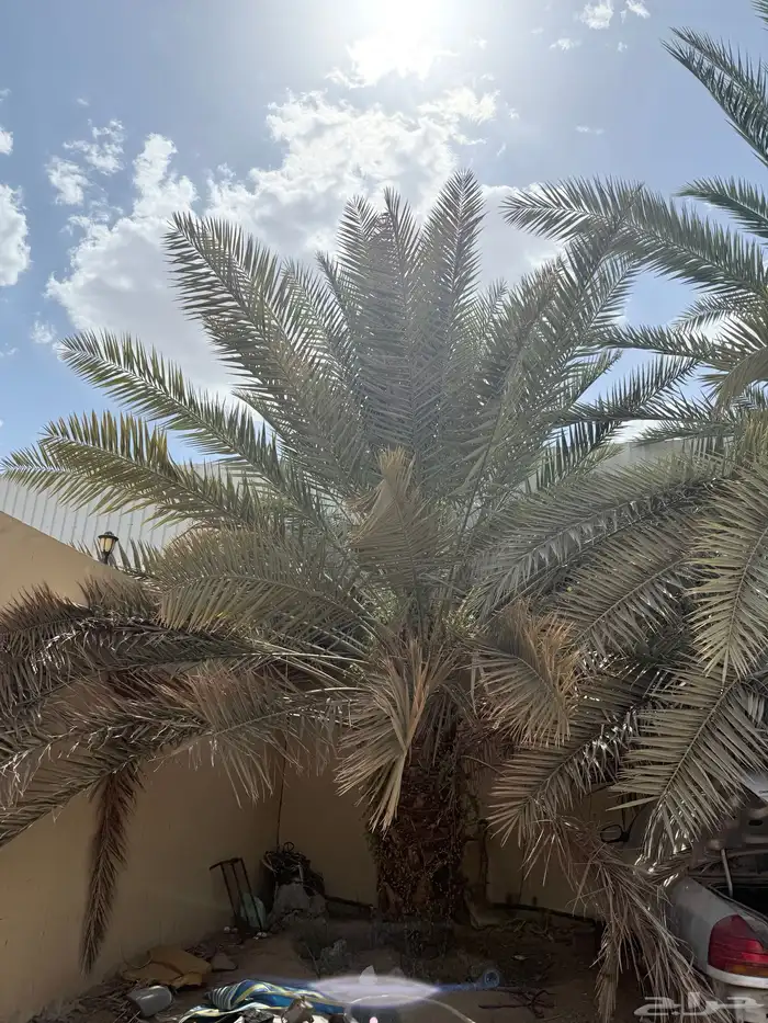 نخل للبيع برحي و خلاص 0