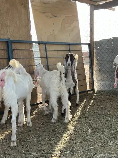جفار مطورات 4