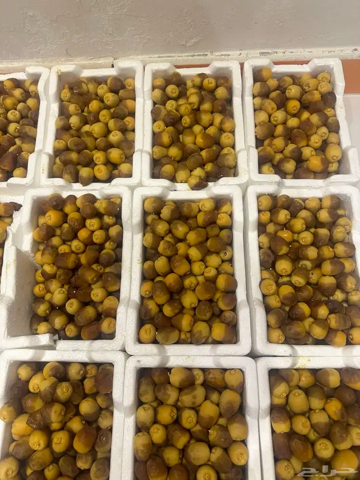 تمر رطب روثانا 2