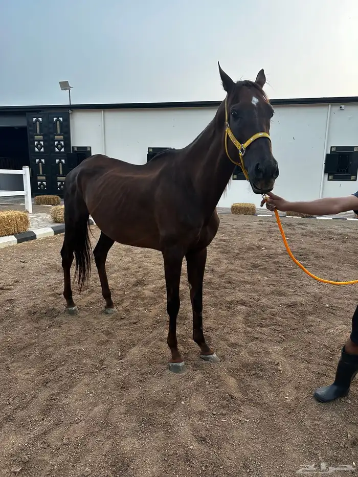 فرس انقليزيه بدون ورق حاضنه فاضيه 2