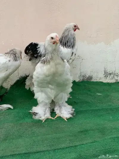 طقم براهما كولمبي 6