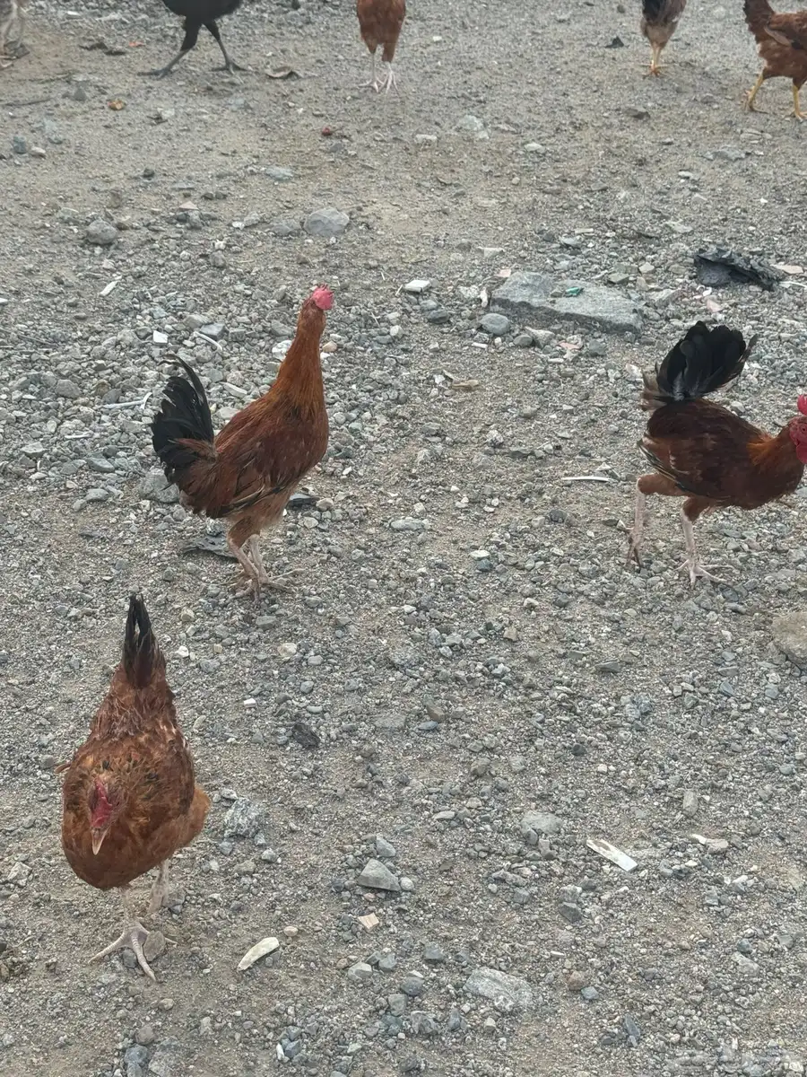 دجاج وديوك فرنسية 0