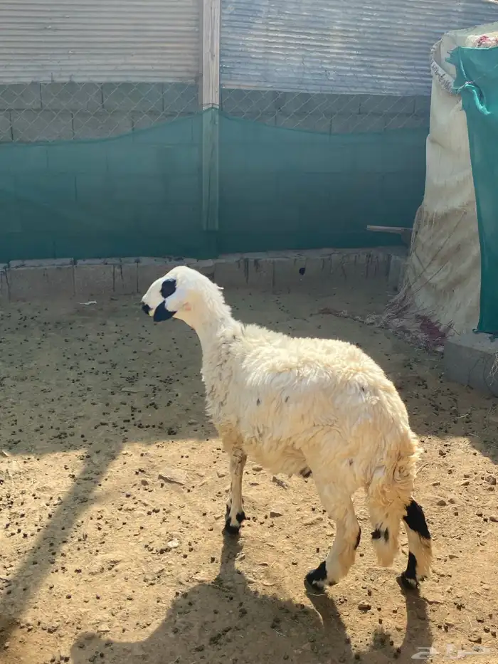 خروف جذع فل شحم 2