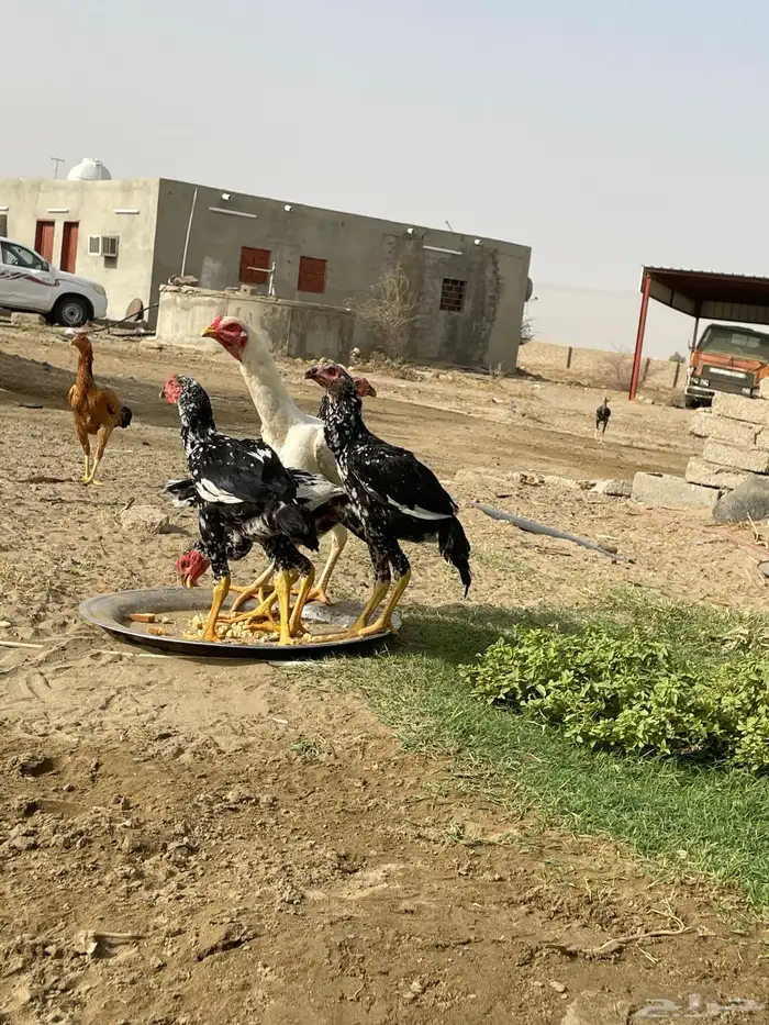 دجاج سندي بيور نسل غبشان 5