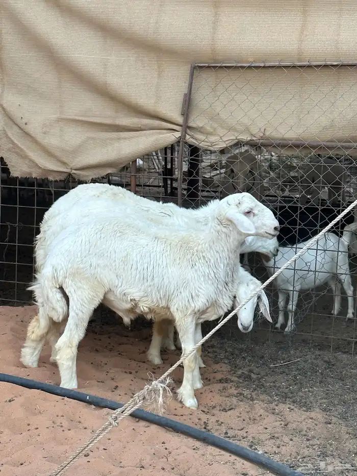 ذبايح حري تمايم 3