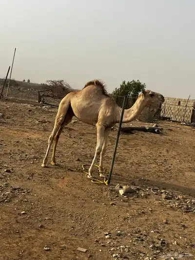 حاشي للبيع 2