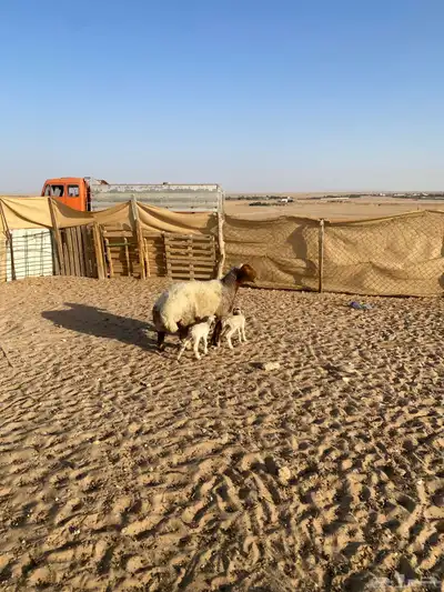 نعجه مطفل 1