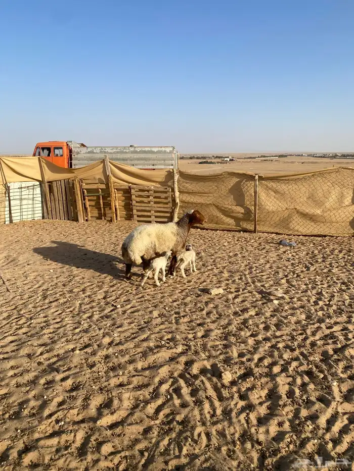 نعجه مطفل 1