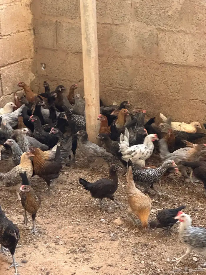 فراريج -صيصان -دواجن 1
