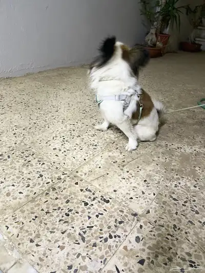 كلبه لعوب ونشيطه 5