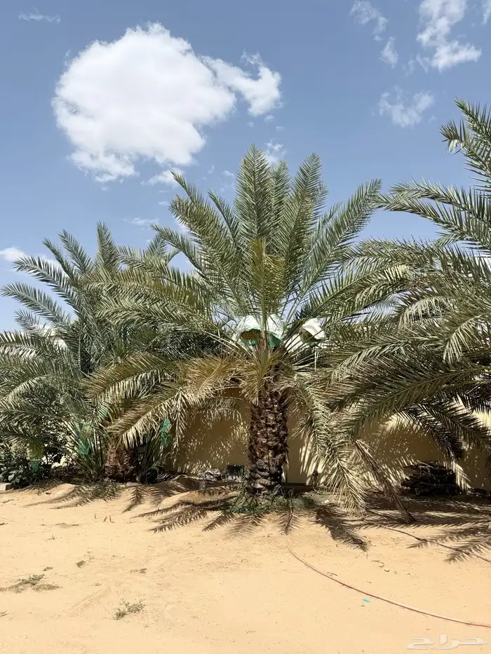 نخل للبيع برحي و خلاص 4