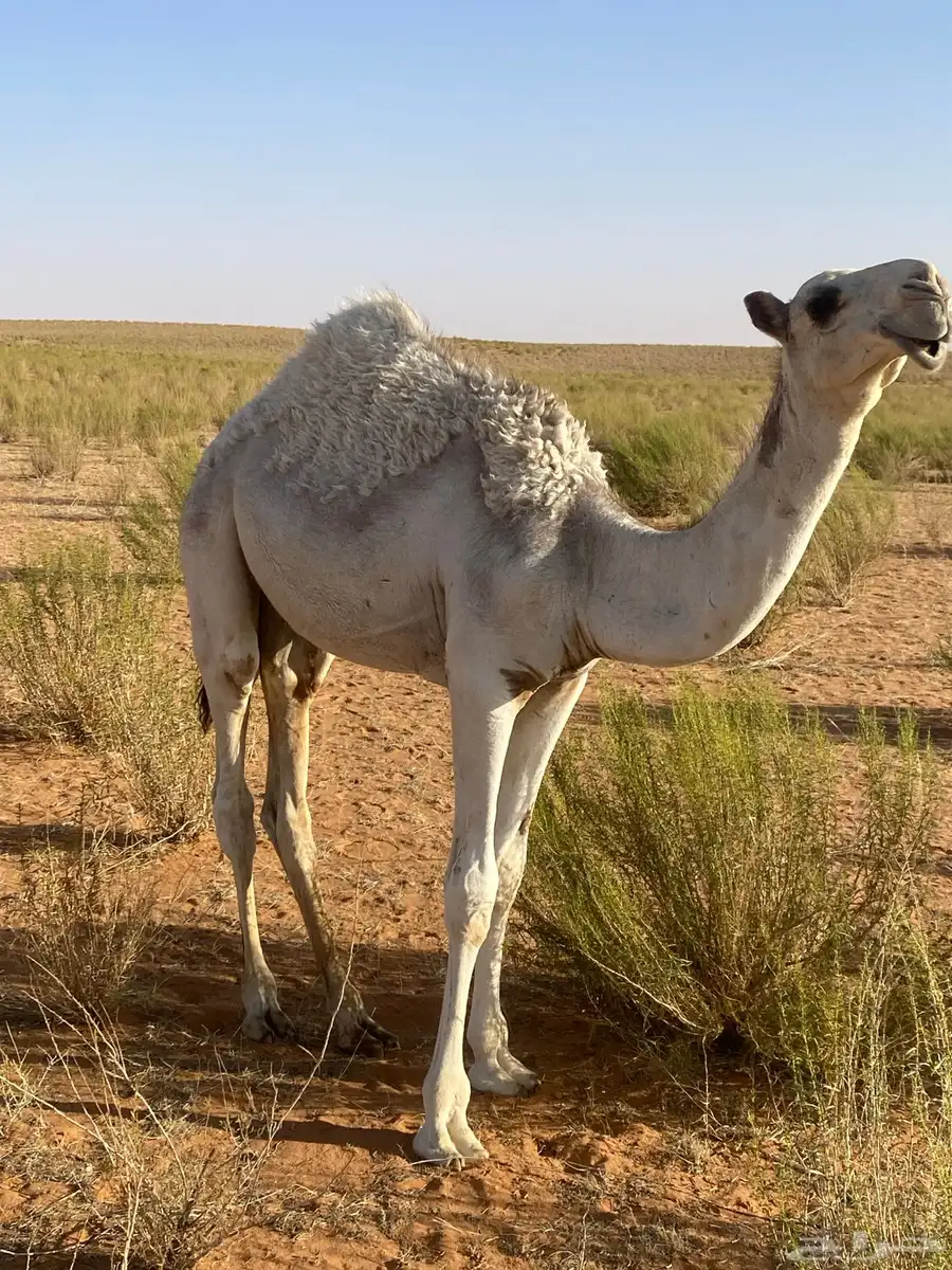 قعود للبيع قعدان قصب على شرط نضاف ويرضعن حليب بريات 1