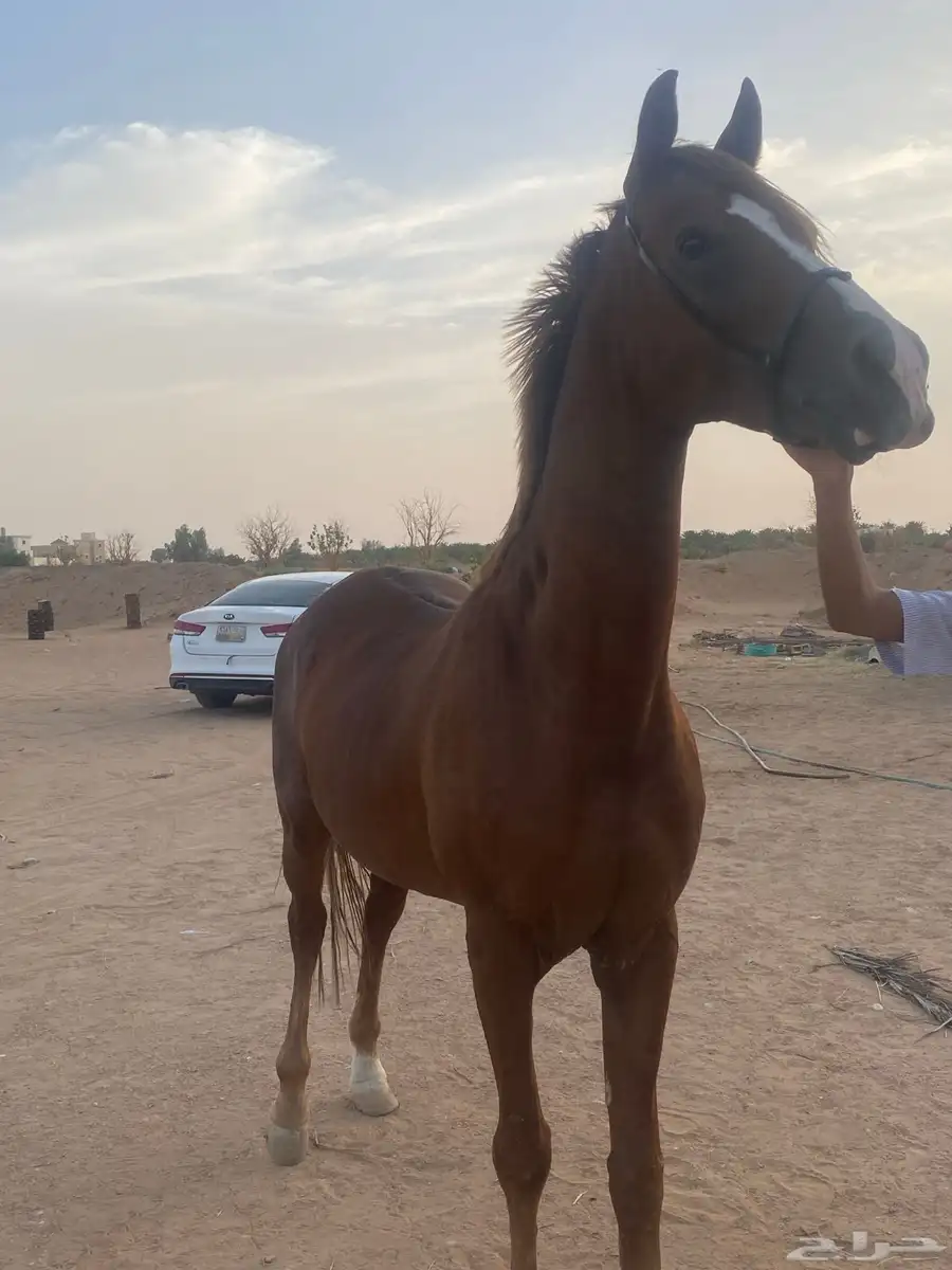 خيل شعبي كفو 5