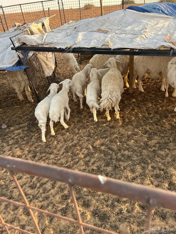 حريات رخال مراح للبيع (( تم البيع )) 18