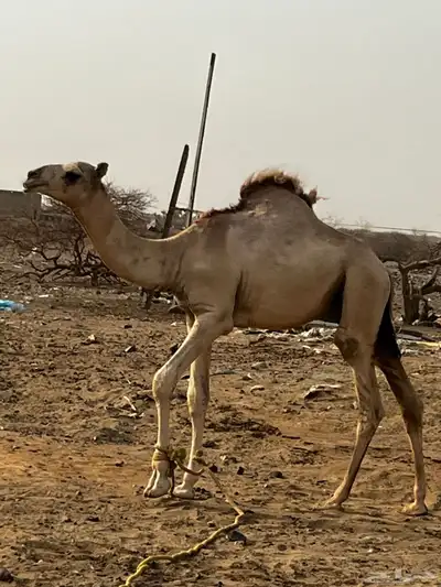 حاشي للبيع 4