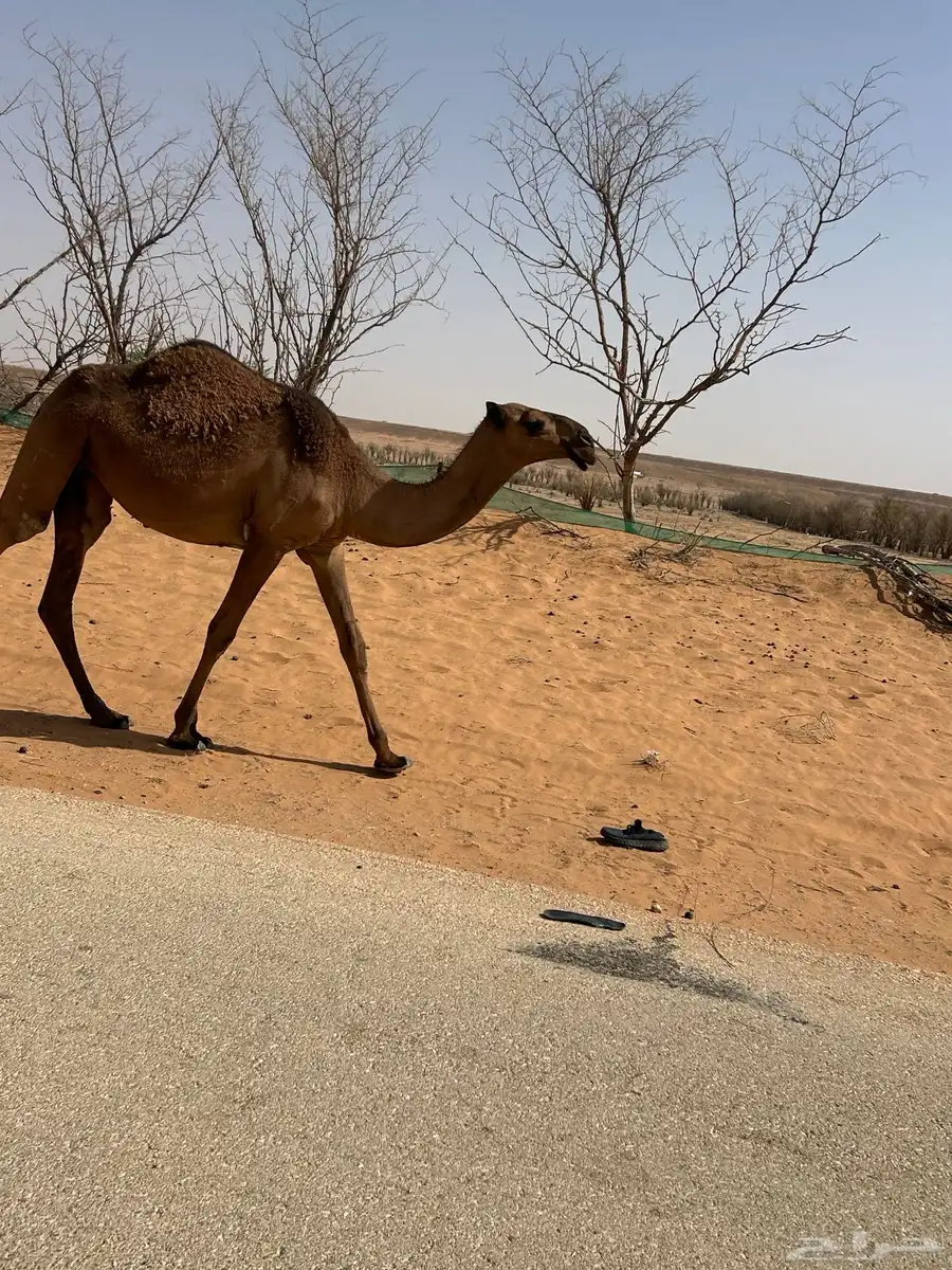 بكره صفرا 1