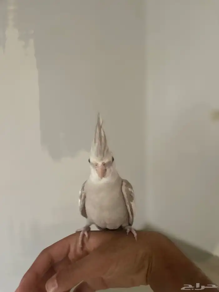 ذكر كروان 2
